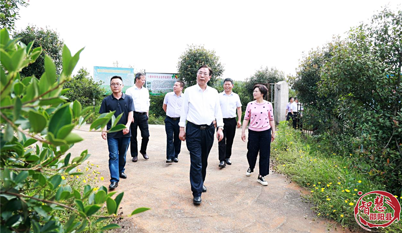 王志群率队到邵阳县调研油茶产业_邵阳头条网