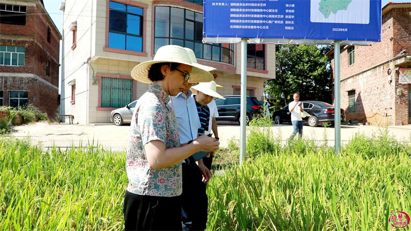 晏丽君来邵阳县调研粮食生产工作_邵商网