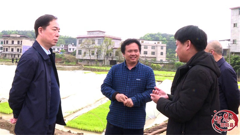 邵阳县调研组指导早稻生产和乡村振兴工作(图2)