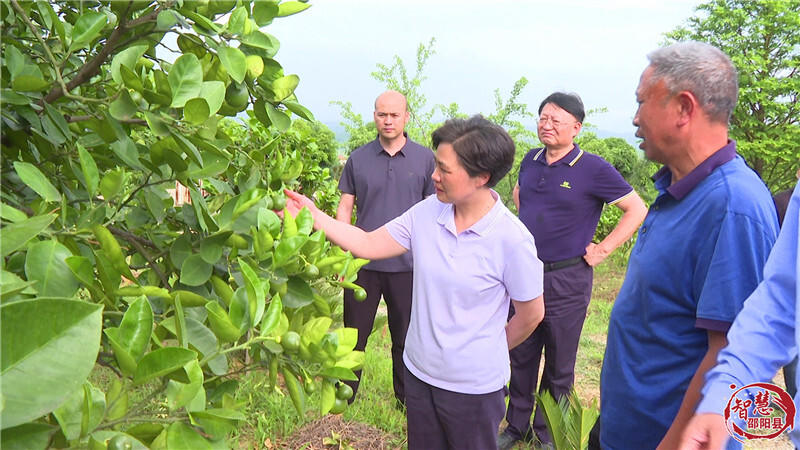 市人大常委会到邵阳县调研乡村产业振兴工作(图2)