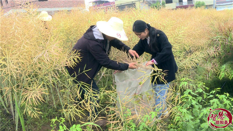 市农科院到邵阳县开展油菜测产工作(图2)