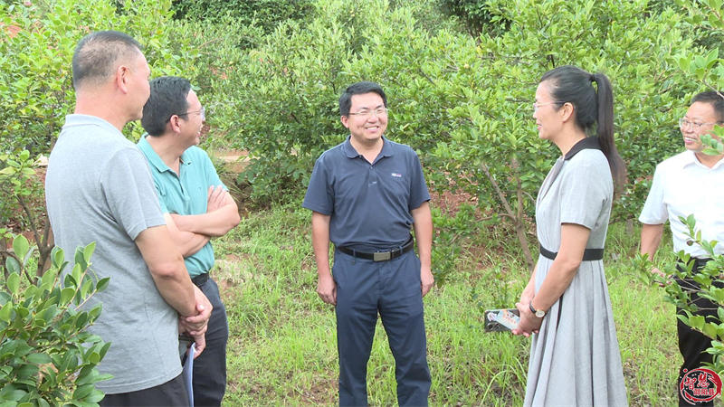 广西德宝县政协到邵阳县考察调研油茶产业(图2)